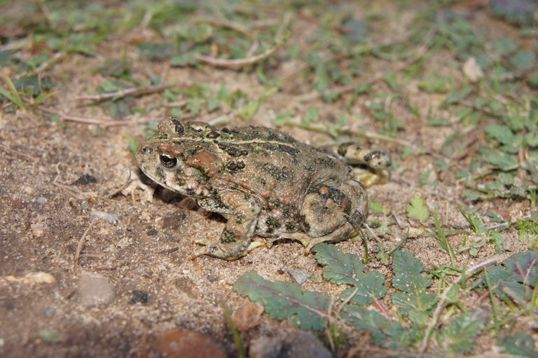 Image of western toad