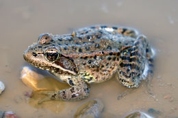 Image of California Red-legged Frog