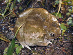 Image of Western Spadefoot Toad