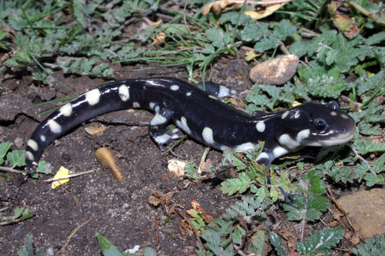 Image of California Tiger Salamander