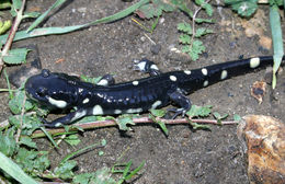 Image of California Tiger Salamander