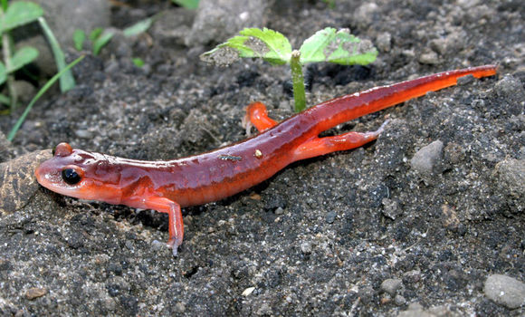 Image of Common Ensatina