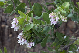 Plancia ëd Arctostaphylos pechoensis (Abrams) Dudley