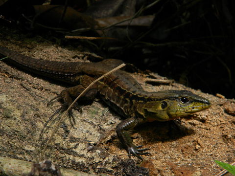 Image of Rainbow Ameiva