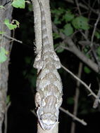 Image of Black-nosed Lizard