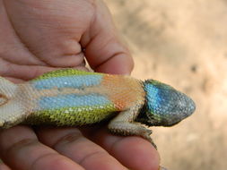 Image of Black-nosed Lizard