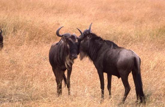 Image of Western white-bearded Wildebeest