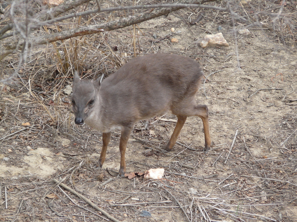 Image of Philantomba monticola bicolor (Gray 1863)