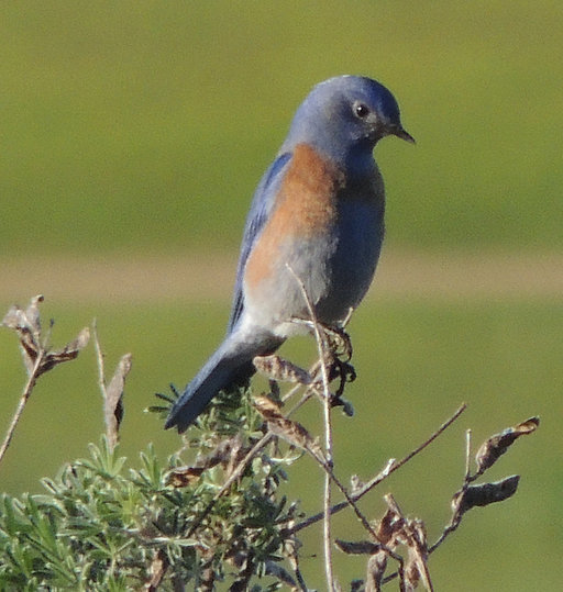 Image of Western Bluebird