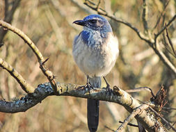 Aphelocoma californica (Vigors 1839) resmi