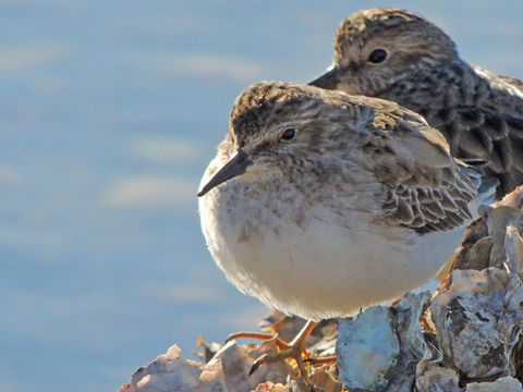 Image of Least Sandpiper