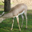 Слика од Gazella leptoceros (F. Cuvier 1842)