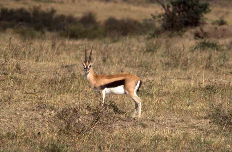 Image of Thomson's Gazelle