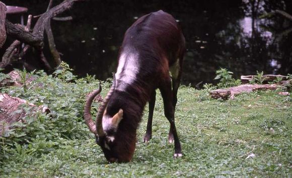 Image of Nile Lechwe