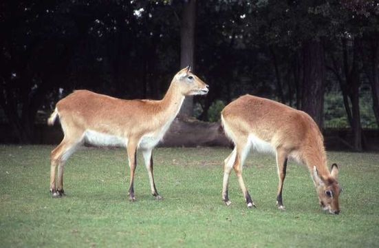 Plancia ëd Kobus leche kafuensis Haltenorth 1963