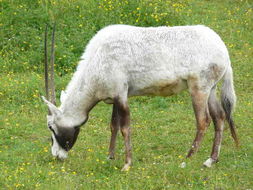 Слика од Oryx leucoryx (Pallas 1777)