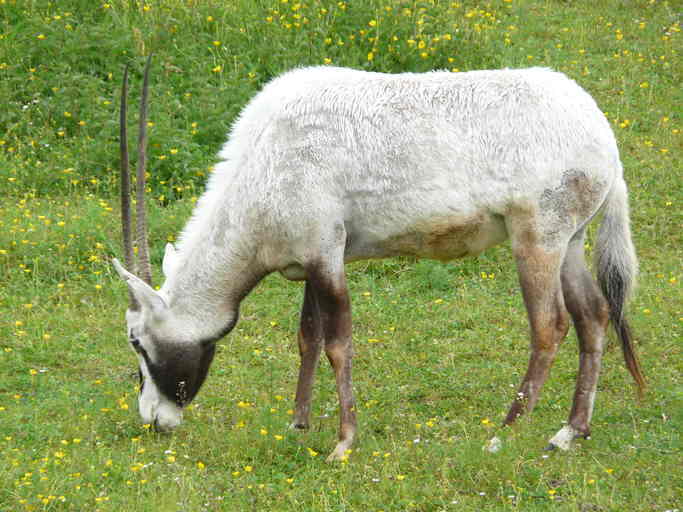 Image de Oryx blanc