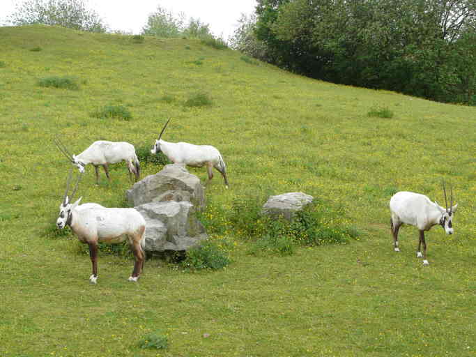 Image of Arabian Oryx