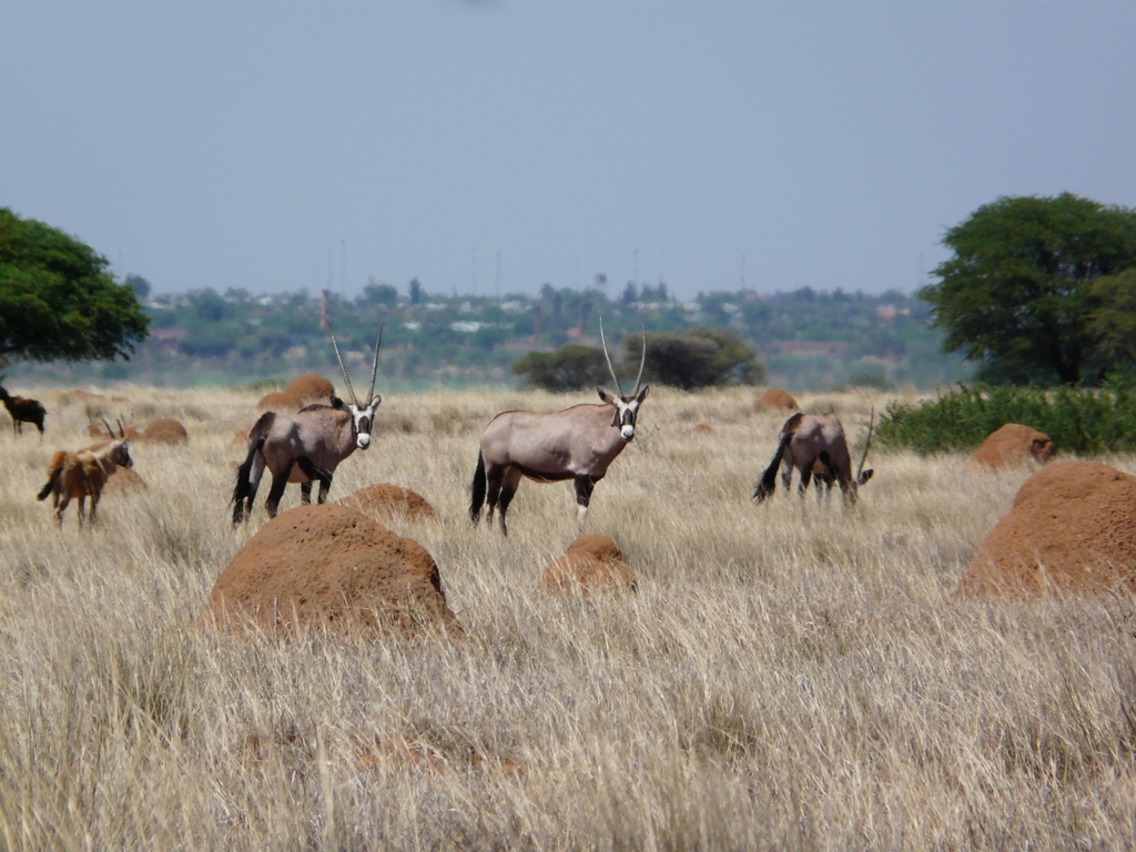 Image of Gemsbok