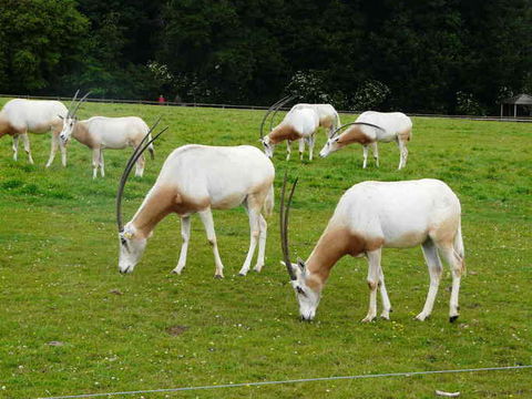 Image of Scimitar-horned Oryx