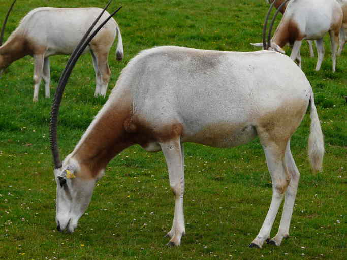 Image of Scimitar-horned Oryx