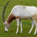 Image of Scimitar-horned Oryx