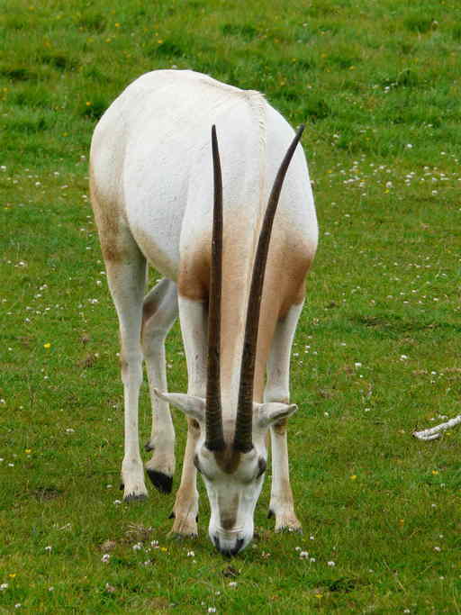 Image of Scimitar-horned Oryx