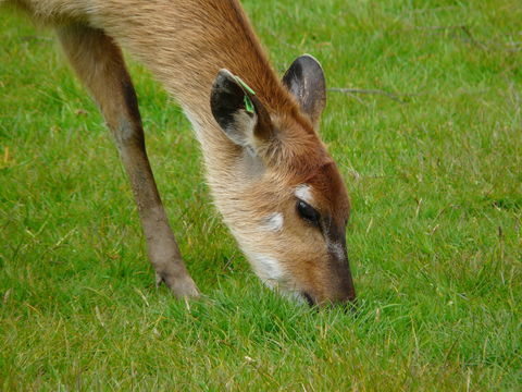 Image of Sitatunga