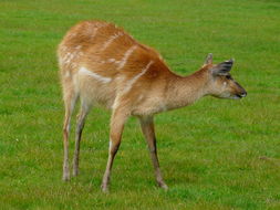 Image of Sitatunga