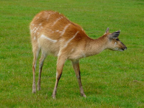 صورة Tragelaphus spekii Speke 1863