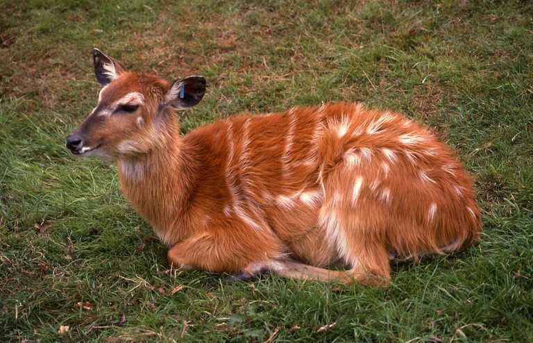 Image of Sitatunga