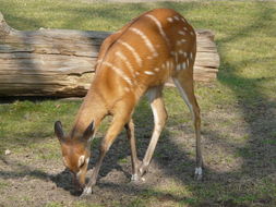 Image of Tragelaphus spekii gratus P. L. Sclater 1880