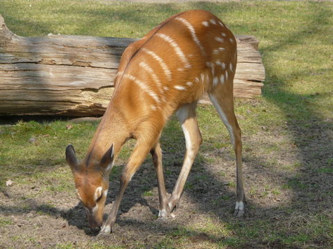 صورة Tragelaphus spekii gratus P. L. Sclater 1880