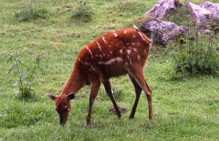 صورة Tragelaphus spekii gratus P. L. Sclater 1880