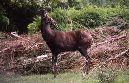 صورة Tragelaphus spekii gratus P. L. Sclater 1880