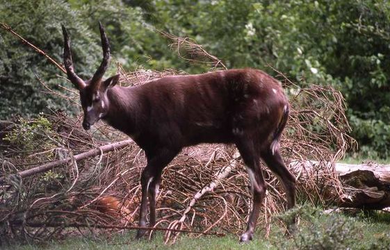 Sivun Tragelaphus spekii gratus P. L. Sclater 1880 kuva