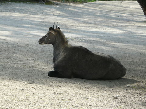 Boselaphus tragocamelus (Pallas 1766) resmi