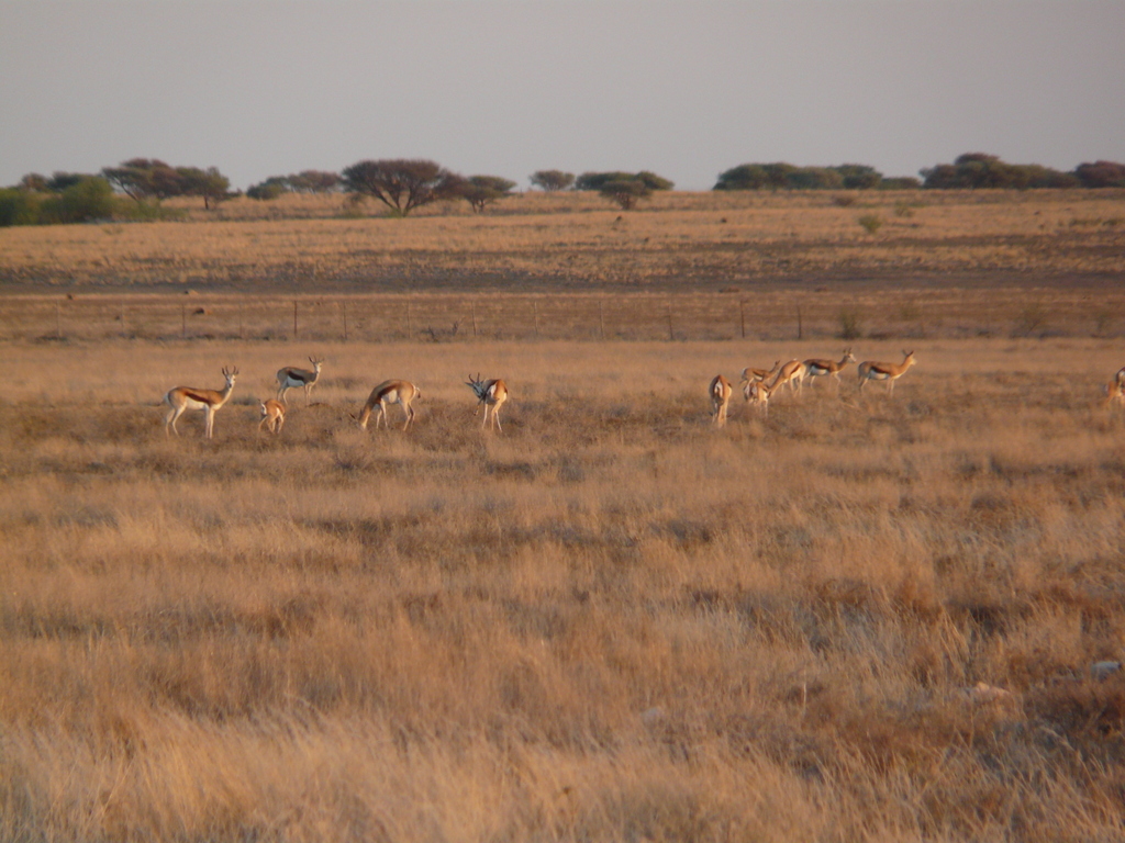 Image of Cape Springbok