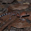 Image of Yucatan Banded Gecko