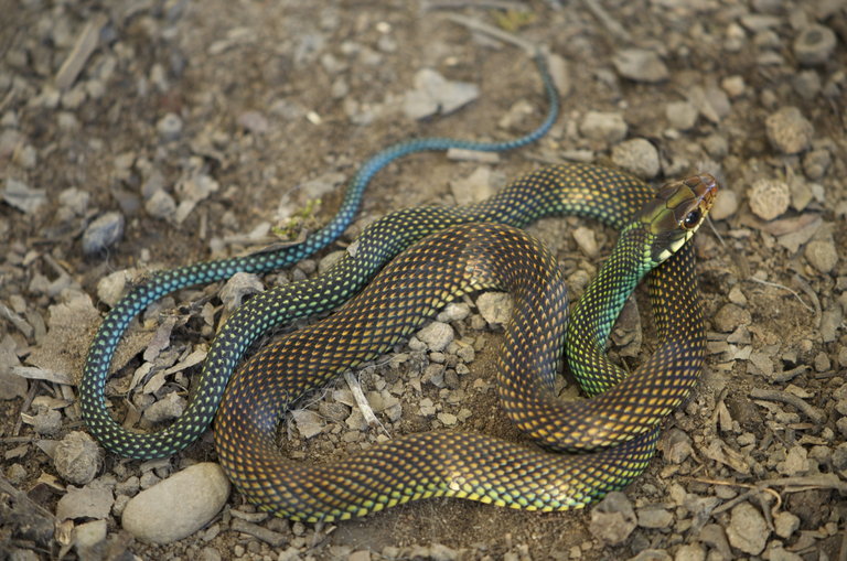 Drymobius margaritiferus (Schlegel 1837)的圖片