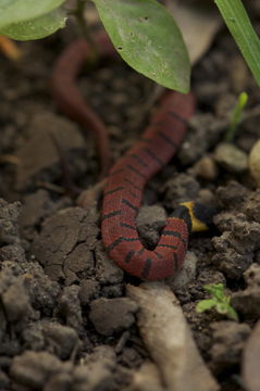 Image of Redback Coffee Snake