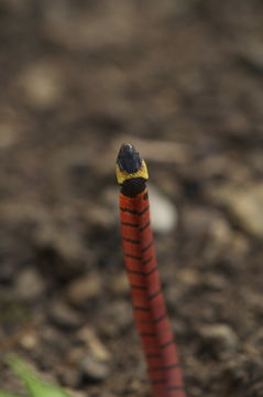 Image of Redback Coffee Snake