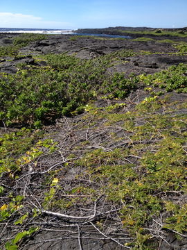 Image of Oahu riverhemp