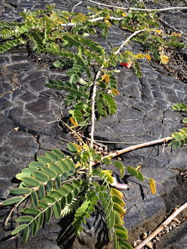 Image de Sesbania tomentosa Hook. & Arn.