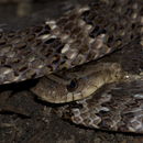 Image of Blind Ground Snake