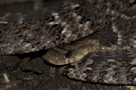 Image of False Fer-de-lance