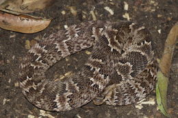 Image of False Fer-de-lance