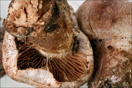 Image of <i>Cortinarius subferrugineus</i>