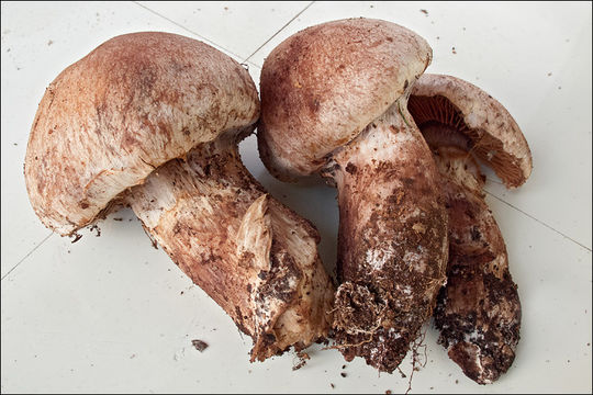 Image of <i>Cortinarius subferrugineus</i>