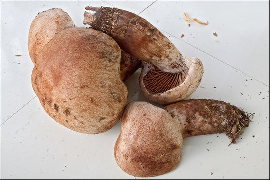 Image of <i>Cortinarius subferrugineus</i>